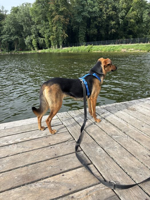 Koda,wspaniala i wyjatkowa,poleca sie do adopcji