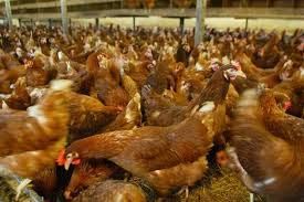 KURY z jajkiem prosto od hodowcy ROSA 1 kolorowe. Astra Messa Lekhorn