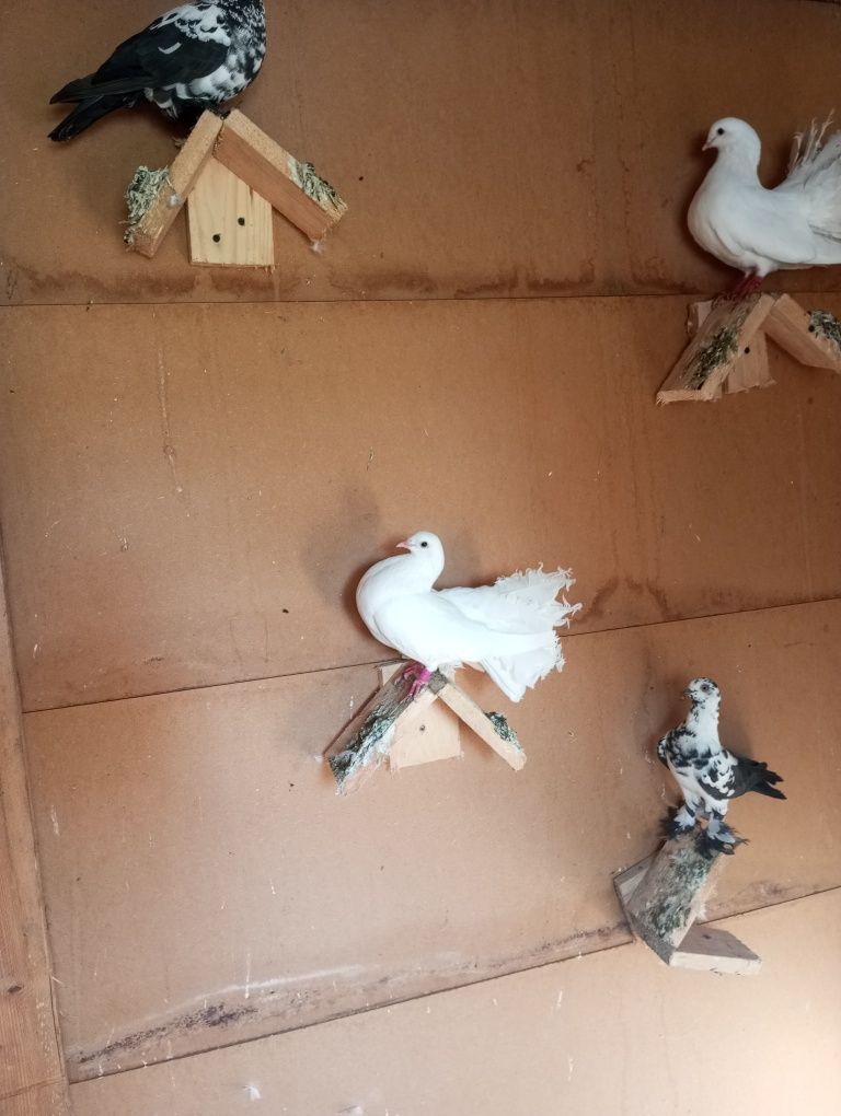 Sprzedam gołębie pawiki i wydymy