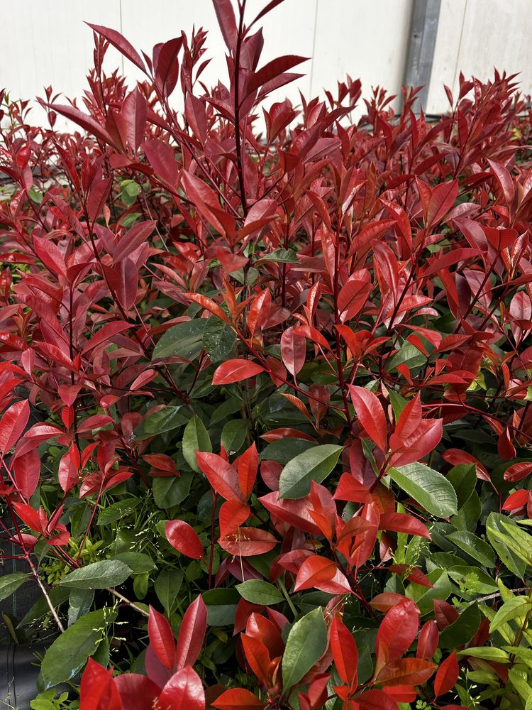 Photinia Red Robin