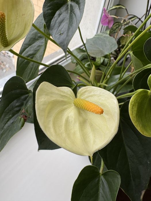Антуріум Vanilla білого кольору