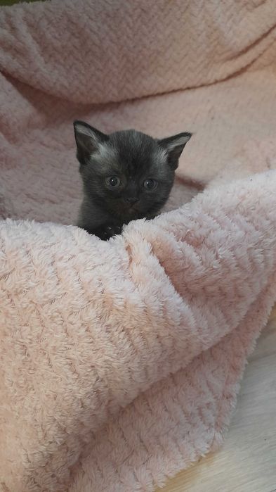 Kotki brytyjskie bez rodowodu