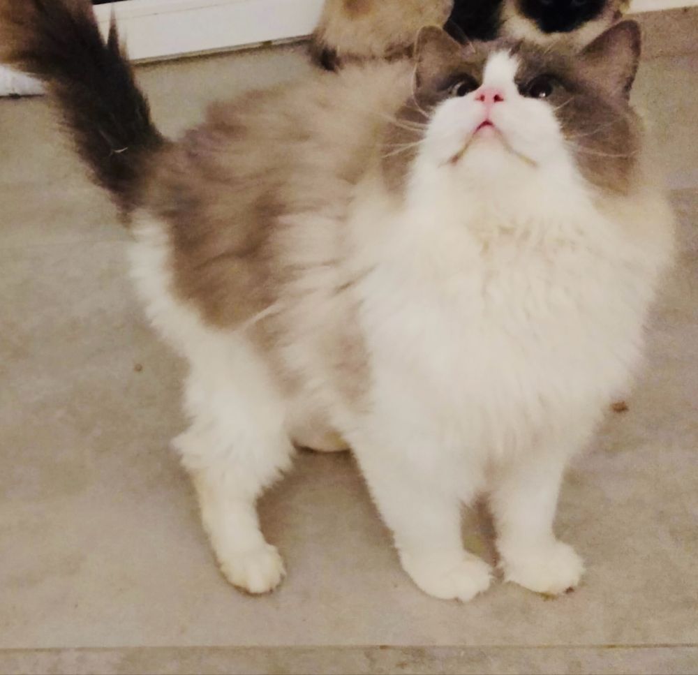 Puchata koteczka ragdoll