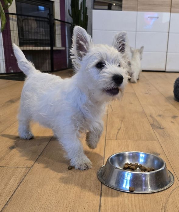 West highland white terrier westi zkwp FCI