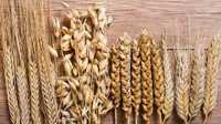 Ячмінь, пшениця врожай 2022 року. Самовивіз