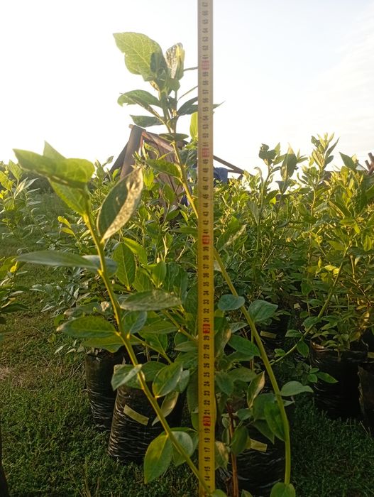 Продам Саджанці лохини ранніх сортів