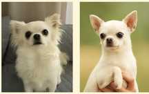 Chihuahua ZkwP  Fci