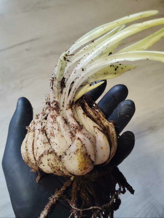 Duża cebula Lilii Świętego Józefa