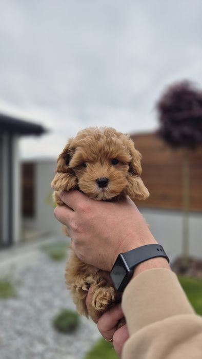 Міні Хлопчик  мальтипу Ф2, male maltipoo F2