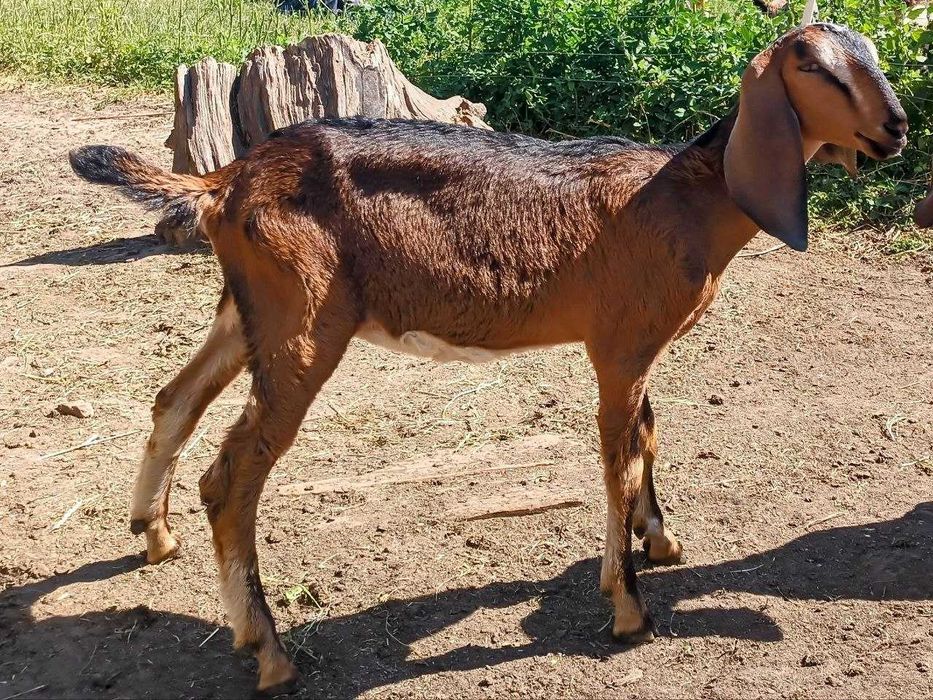 Козы, козлята англо-нубийские, большой выбор.