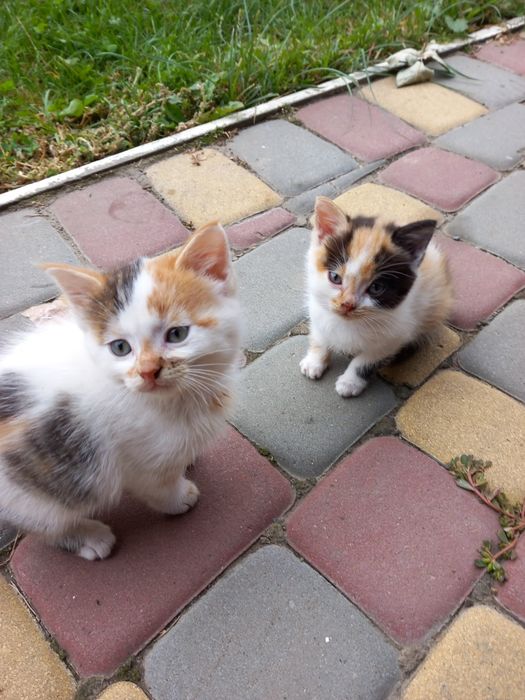 Безкоштовно котинята