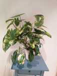 Philodendron burle marx variegata duży okaz
