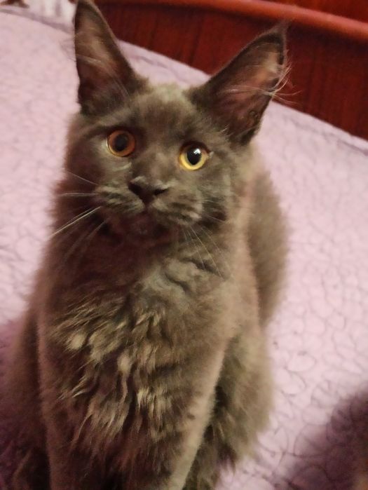 Розплідник,,Марсель ''пропонує мейн кунів.