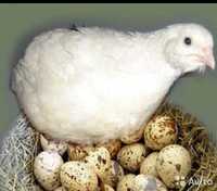 Перепелині інкубаційні яйця,молодняк,крупний білий техасець i фенiкс