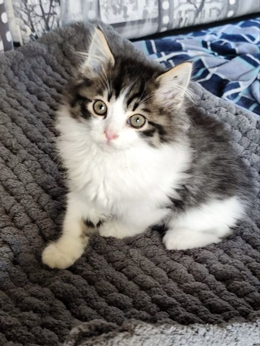 Кошеня в добрі руки! Хлопчик