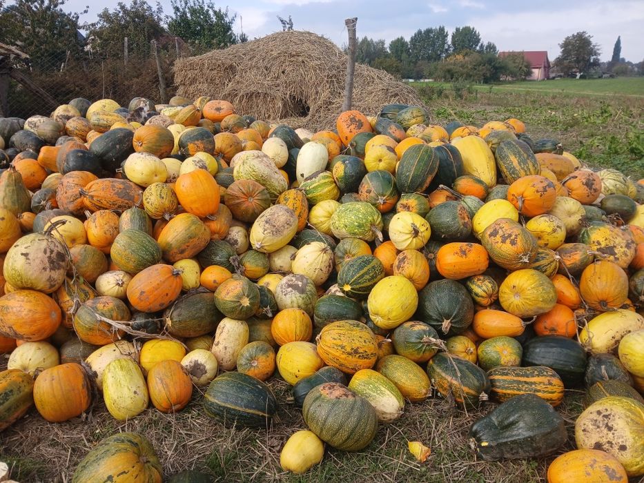Гарбузи на корм тваринам