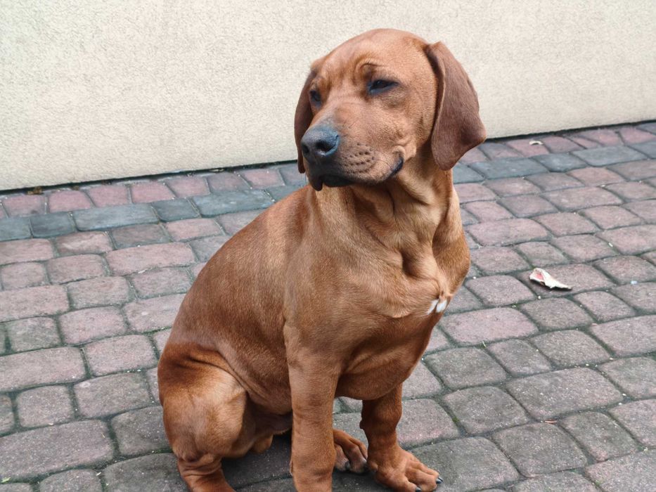 Do Oddania Szczeniak Reksio podwórkowy nie rasowy Rhodesian