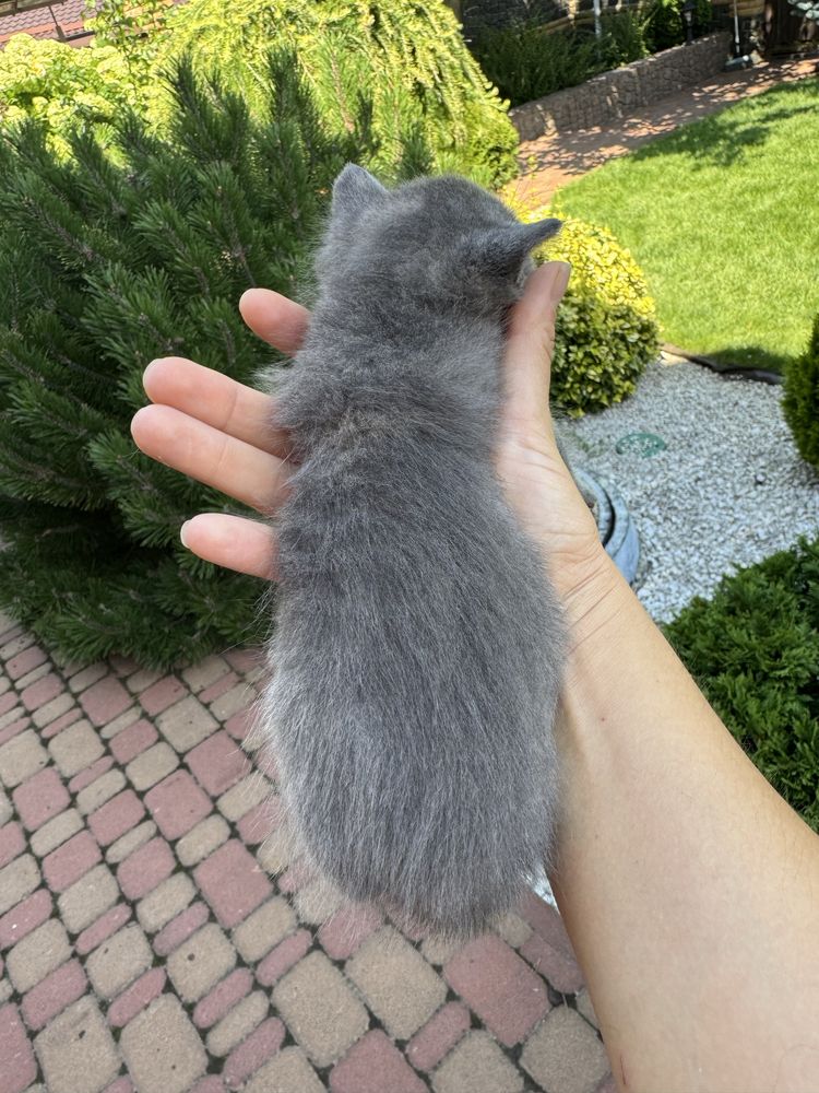 Кошенята різного окрасу в добрі руки