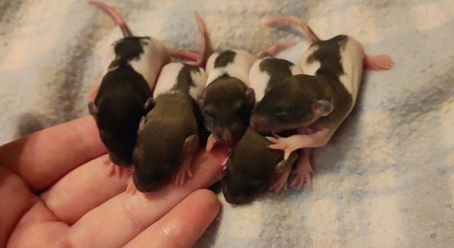 Szczurki Dumbo szczureczki dziewczynki i chłopcy śliczne szczurki