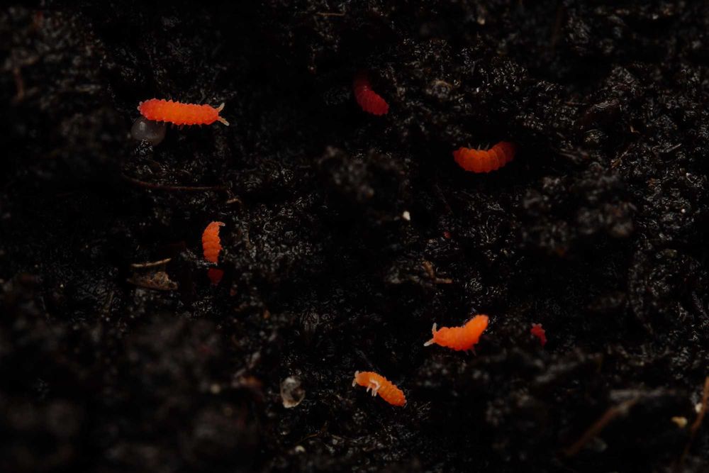 isopody, skoczogonki, ekipa sprzątająca