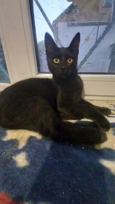 Киця, кошка, котики, котенята, котеня, котёнок, котята