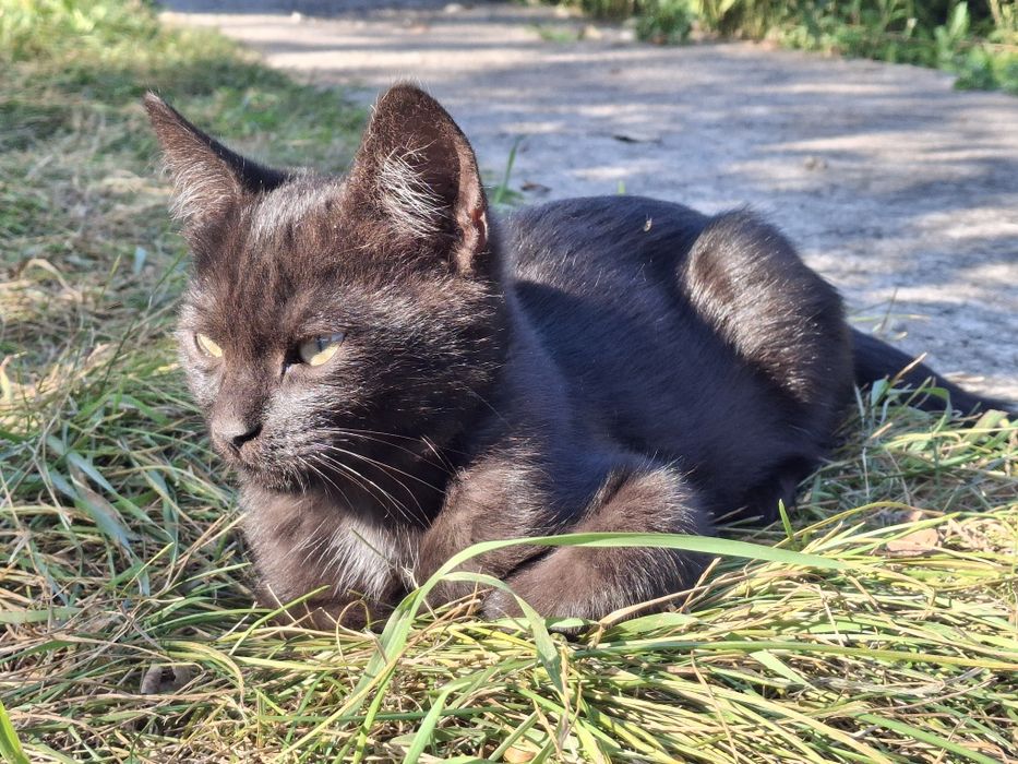 Чорне кошеня, хлопчик. 4 місяці. Київ та область