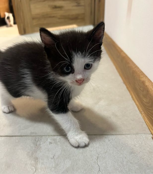 Szukamy domu tymczasowego dla kotki i jej maluszków.