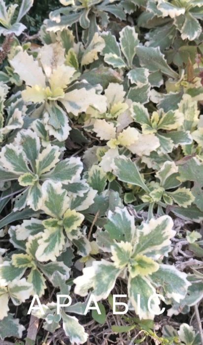 Бадан плющ та інші багаторічники