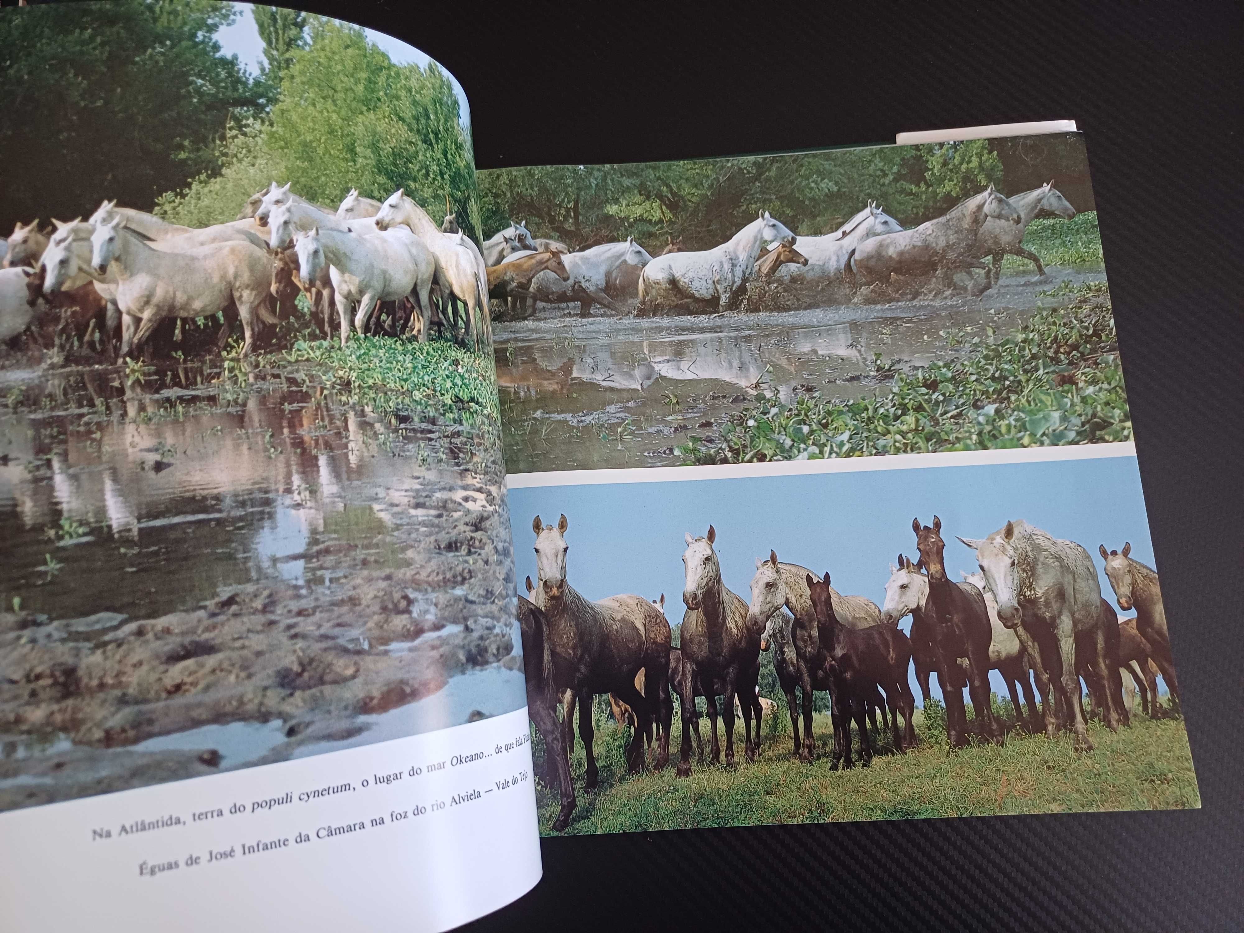 Cavalo Lusitano - Filho do  Vento
