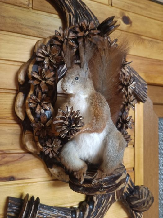 Чучело белки (опудало)