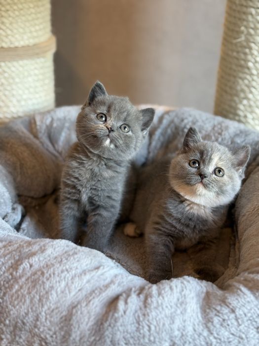Kotki brytyjskie krótkowłose – szylkret (niebiesko-kremowe)