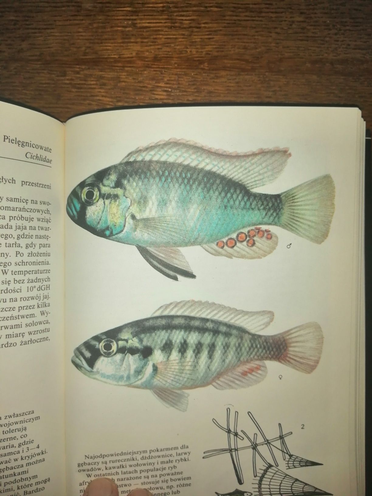Tropikalne ryby akwariowe - Ivan Petrovicky