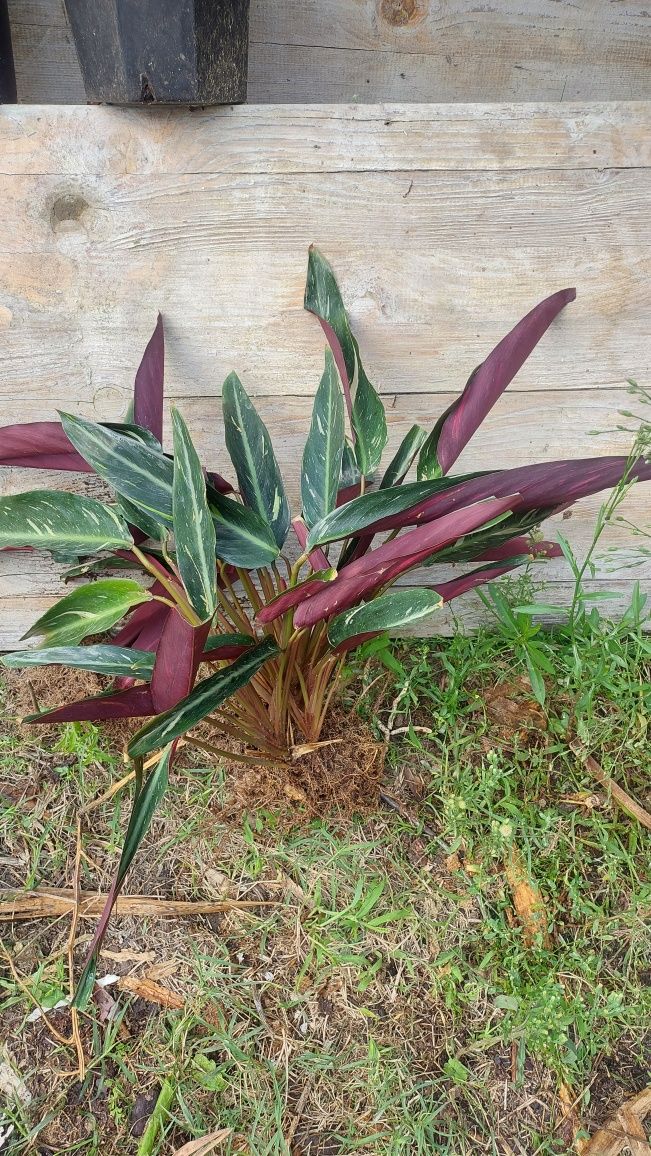 Calathea magic star