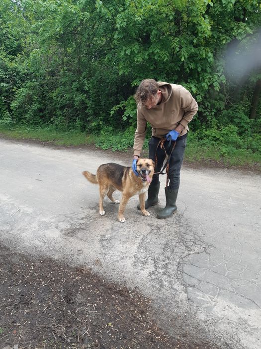Super pies Marley do adopcji że schroniska .