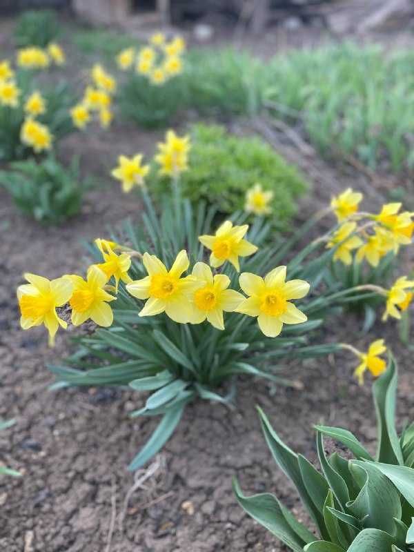 Продам луковиці нарцисів жовтих