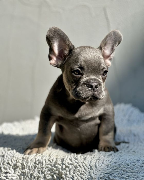 Супер французики с документами