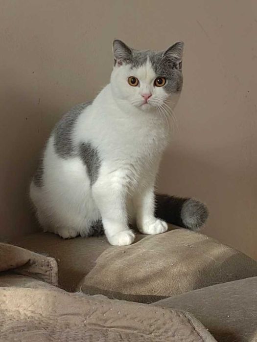 Kocurek brytyjski bicolor niebieski