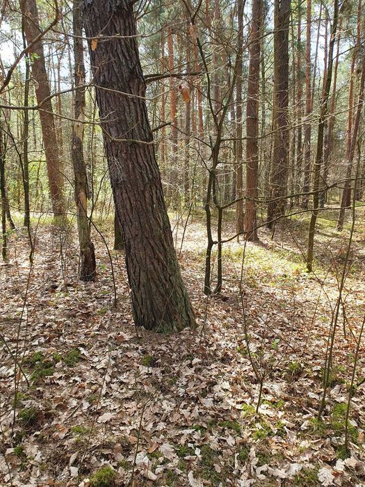 1,38 ha działka leśna w Leżajsku - sprzedam