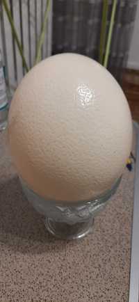 Яйце страусине скорлупа