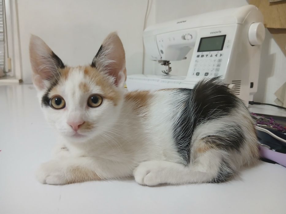 Кошеня кішка триколірна 2.5міс