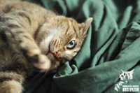 Edzia kotka do adopcji koteczka szuka domu