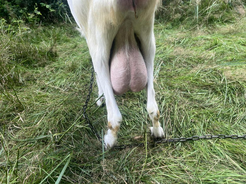 Sprzedam kozy koze z mlekiem
