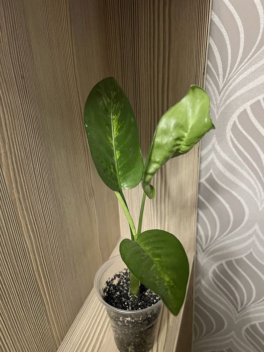 Комнатные растения