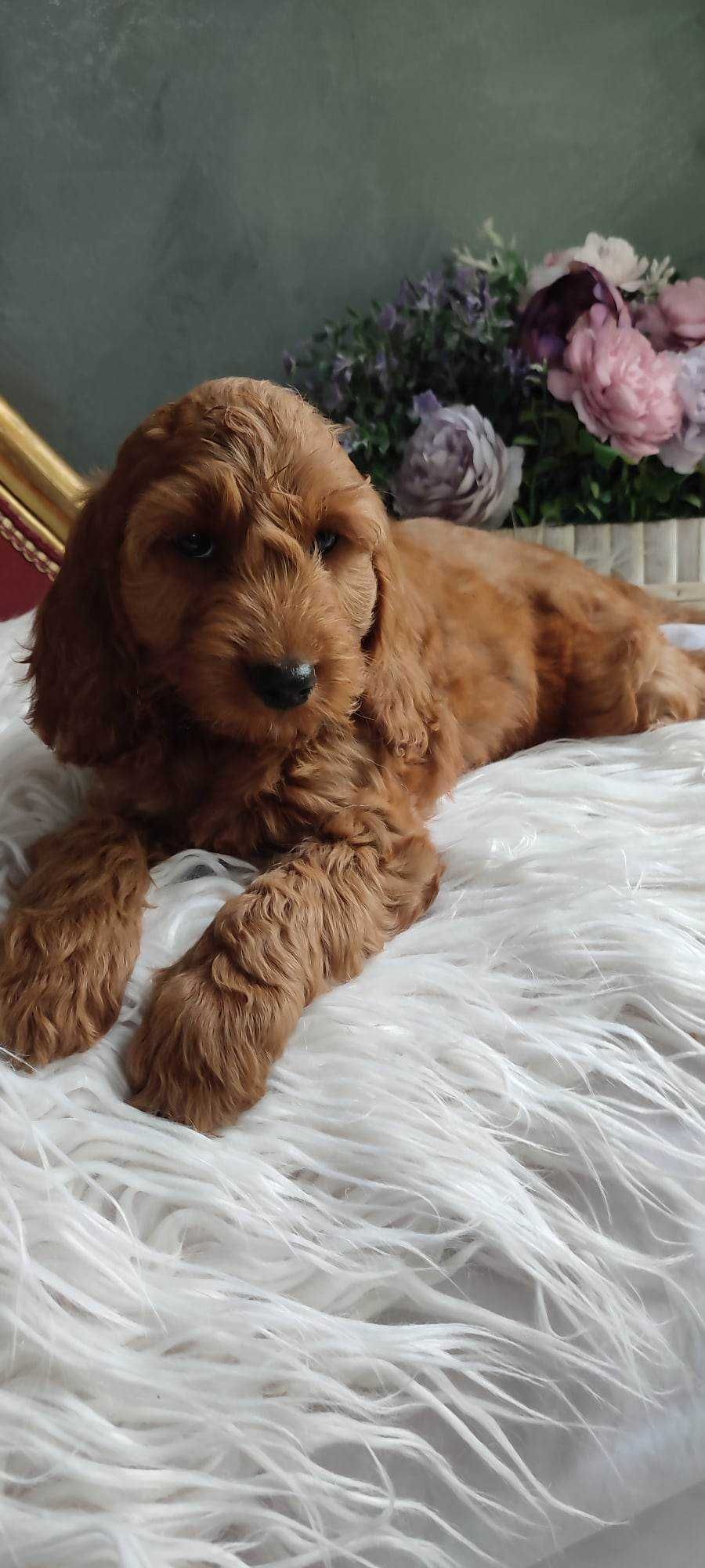 Cockapoo > hybryda pudel  & cocker spaniel gotowe do odbioru.