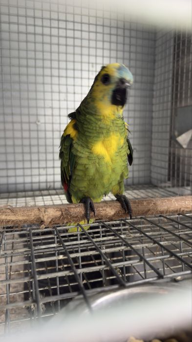 Amazona aestiva xanthopterix exemplar com mais amarelo ideal para cria