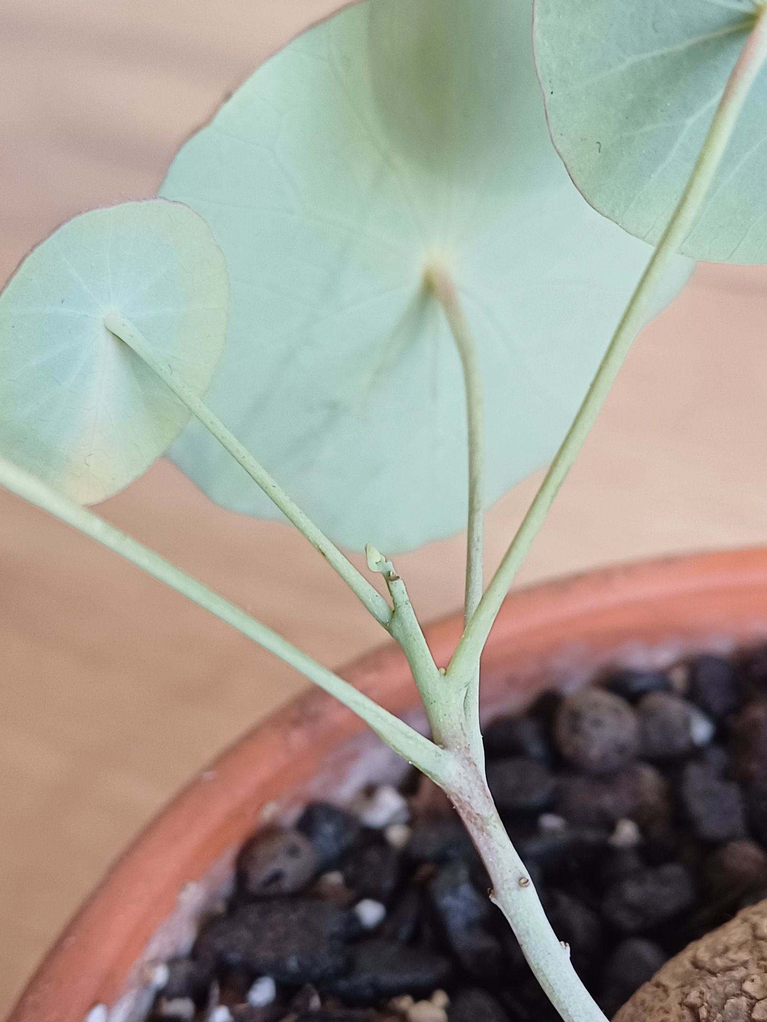Stephania erecta