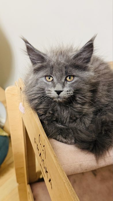 Maine coon niebieska kotka do hodowli rodowód FPL/FIFA