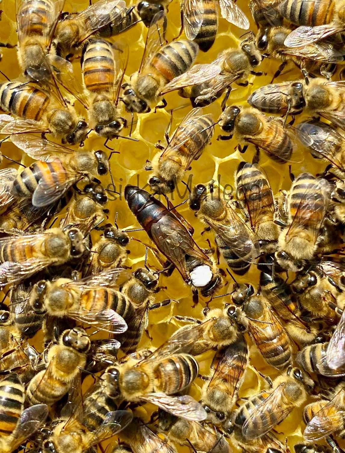 ALPEJKA Matki pszczele krainka unasiennione odkłady wysyłka 2024 r