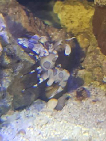 Hymenocera picta harlequin krewetka na asteryny akwarium morskie