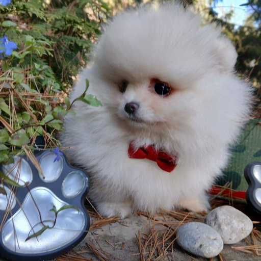 Piękna suczka, zadbana, info instagram